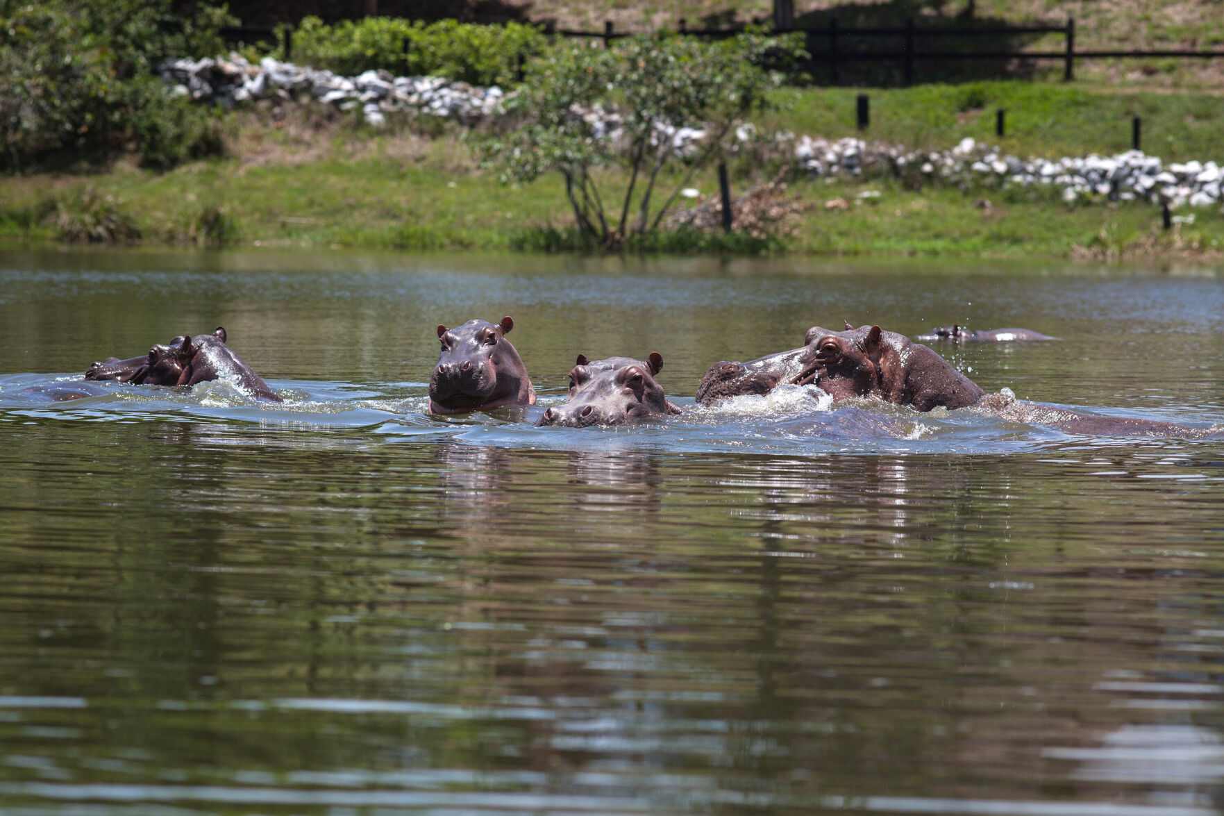 Colombia's 'cocaine hippos' must be culled, scientists say -- but not everyone agrees